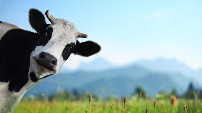 Челябинские фермеры: оплачиваете стоимость коровы — мы вам три литра молока ежедневно