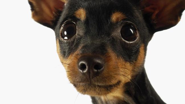 Челябинка нашла свою собаку спустя семь лет после ее пропажи