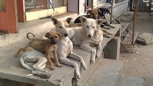 Челябинская семья лишилась квартиры из-за безмерной любви к собакам