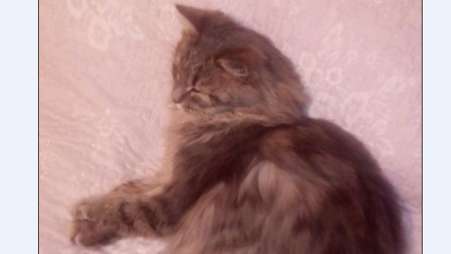Коту, спасенному из ледяного плена, в Москве ампутировали хвост