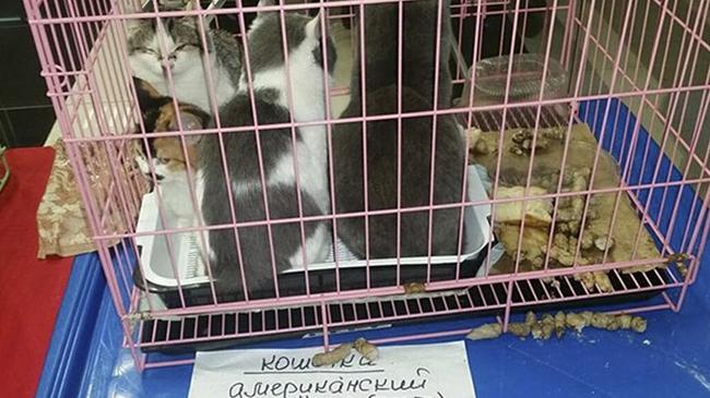 В челябинском торговом комплексе 4 котят забыли после выставки