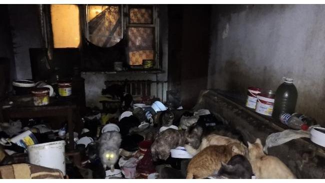 НУЖНА ПОМОЩЬ. Пять собак, 15 кошек – в Миассе обнаружили маргинальную квартиру 😱