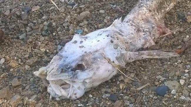 Рыба-мутант напугала отдыхающих южноуральцев ФОТО