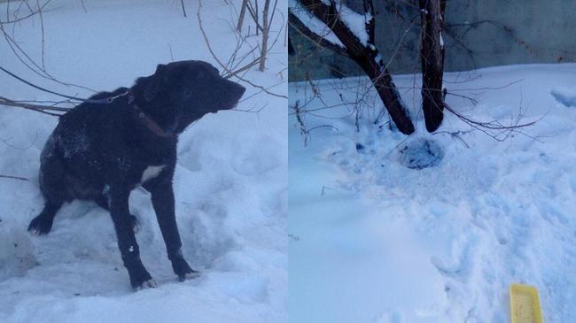 Домашняя собака, привязанная к дереву, всю ночь просидела на морозе 