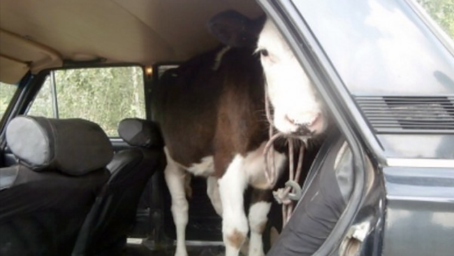 Необычный пассажир. В Зауралье жители Челябинской области на авто украли теленка 