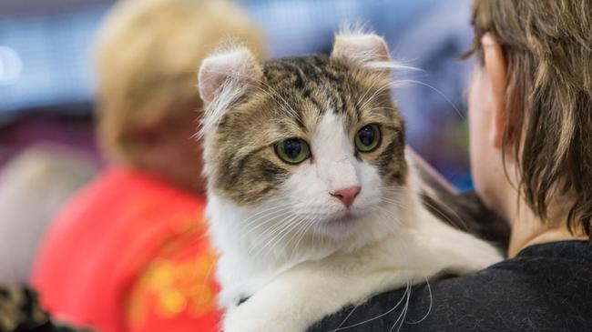 Кошка из Челябинска стала самой редкой на международной выставке
