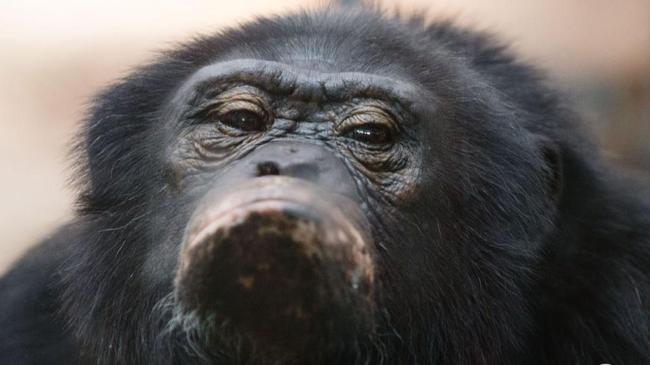 Из-за гриппа в челябинском зоопарке запретили подходить к обезьянам