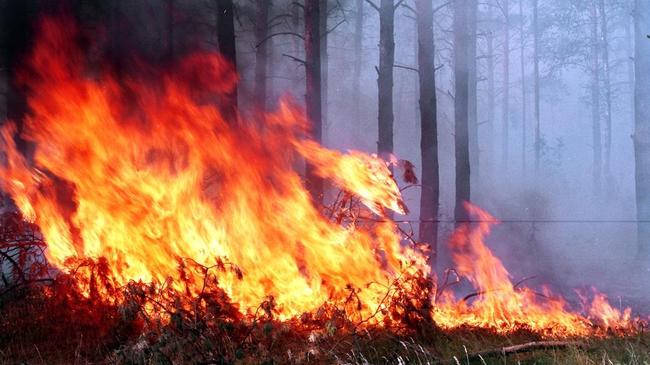 За сутки пожары уничтожили 6,6 гектара леса в Челябинской области