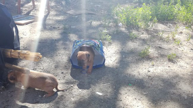 В Челябинске на помойку выбросили двух щенков «стаффорда» в подарочном пакете