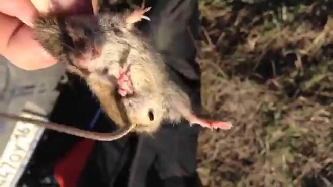 Жительницу Челябинской области укусила бешеная мышь