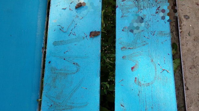 В Челябинской области неизвестные выпотрошили ежей и написали их кровью оскорбления на скамейке.  Слабонервным не смотреть. 18+