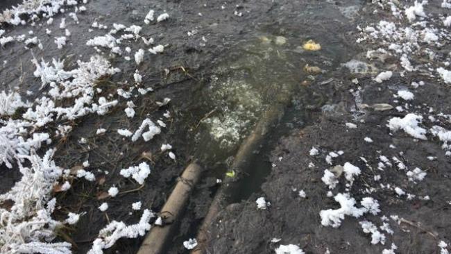 Реликтовый сосновый бор в Челябинске затопили фекалиями.