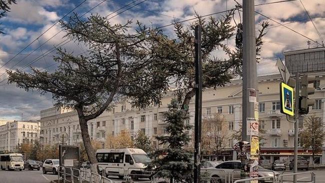 В Челябинске следующей весной высадят аллею из даурских лиственниц