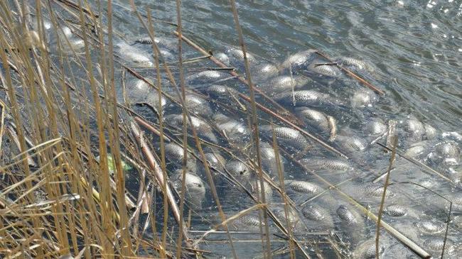 Причиной мора рыбы в питьевом источнике Южноуральска стали водоросли