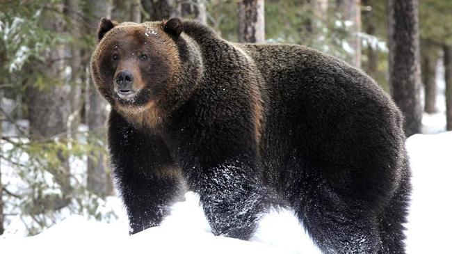 На Таганае медведи проснулись после зимней спячки