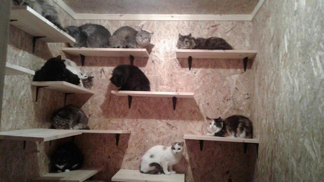 Из квартиры умершей челябинки спасли 19 кошек
