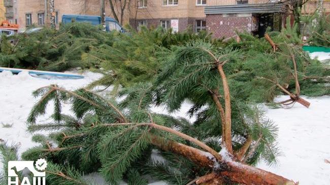 🎄14 января челябинцы смогут сдать новогодние елки в переработку