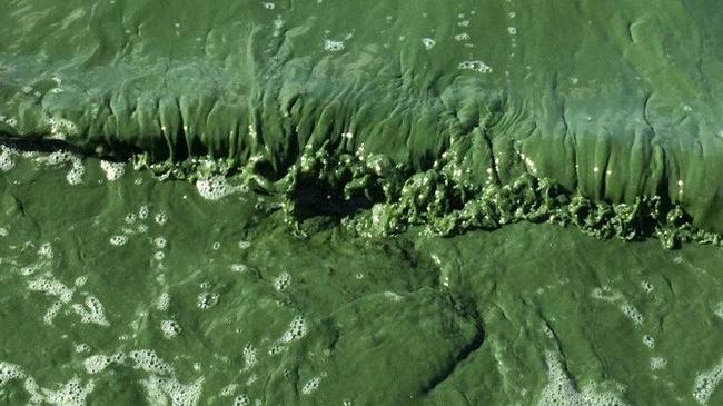 «Разве это нормально»: челябинцев удивил ярко-зелёный цвет воды в Шершнях