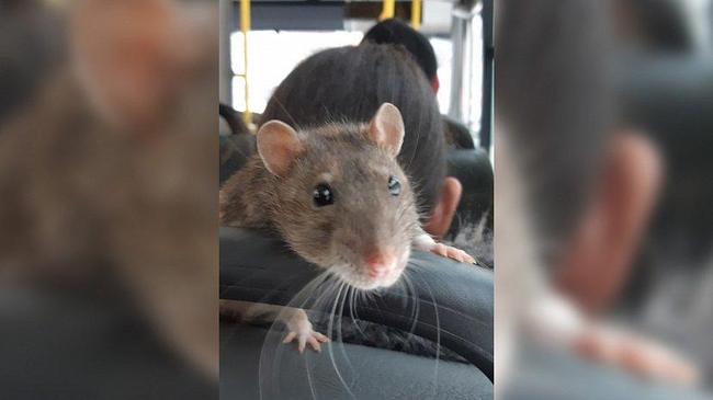 Крыса в одной из маршруток Челябинска шокировала местных жителей