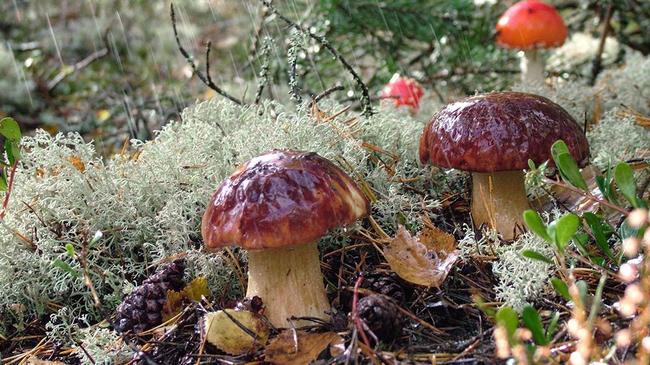На Южном Урале зарядят «грибные» дожди