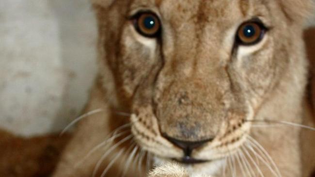 Спасенная в Челябинске львица Лола может переехать жить в Мексику