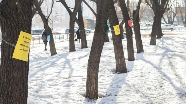 Челябинцы обклеили деревья листовками, чтобы защитить от вырубки