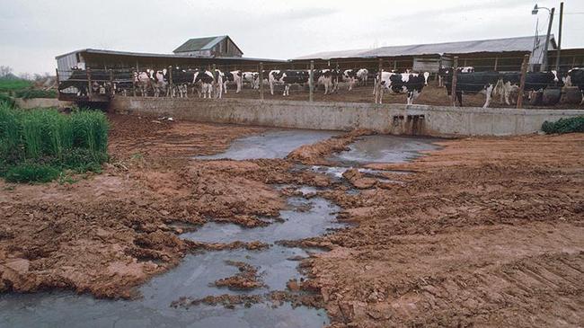 «Здоровая ферма» утопила 1 миллиард в помете! От компании требуют возместить экологический ущерб