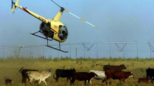 Полицейские подняли в воздух авиацию, чтобы найти украденных коров