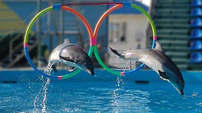 В Челябинске планируют построить дельфинарий