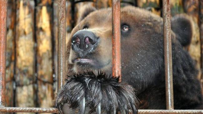 Спасём медведя, который вынужден жить в клетке в ужасных условиях
