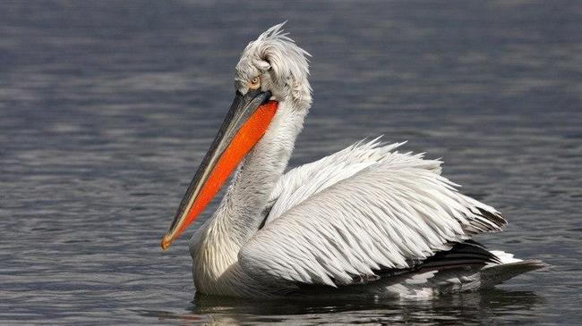 Кудрявые пеликаны сделали остановку в Челябинской области  