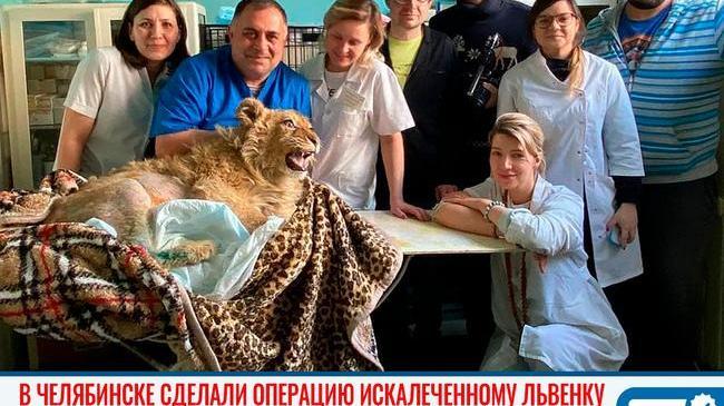 🙏🏻 "Остается молиться, что скоро пойдет на поправку!". В Челябинске сделали операцию львенку, которого замучил пляжный фотограф 🐾