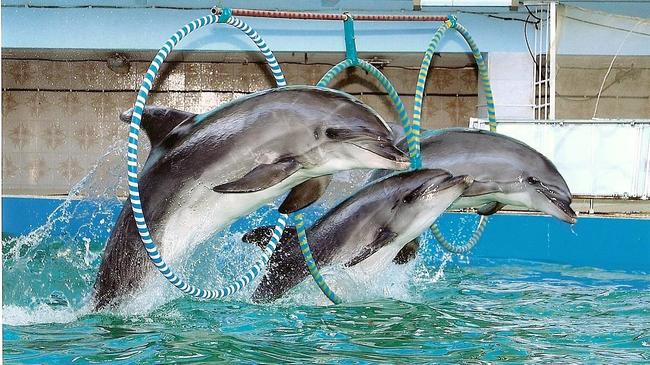 В Челябинске построят дельфинарий!