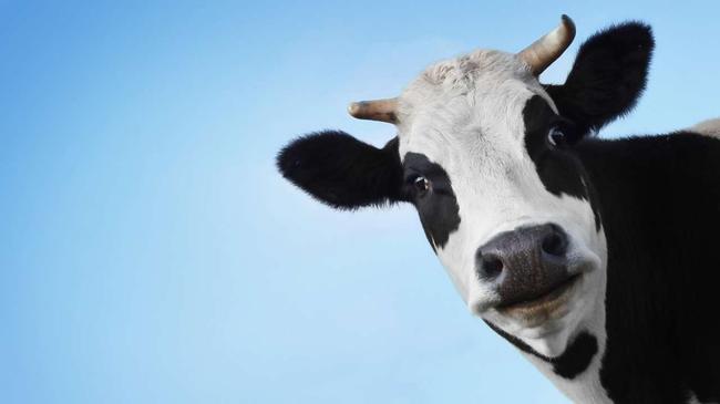 Приставы в Челябинской области арестовали корову Апрельку