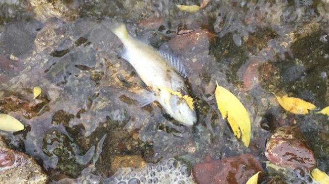Мертвая рыба на берегу Шершней встревожила челябинцев
