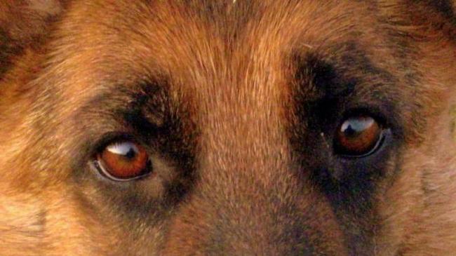 В Троицке спасли собаку, которой живодеры порубили лапы