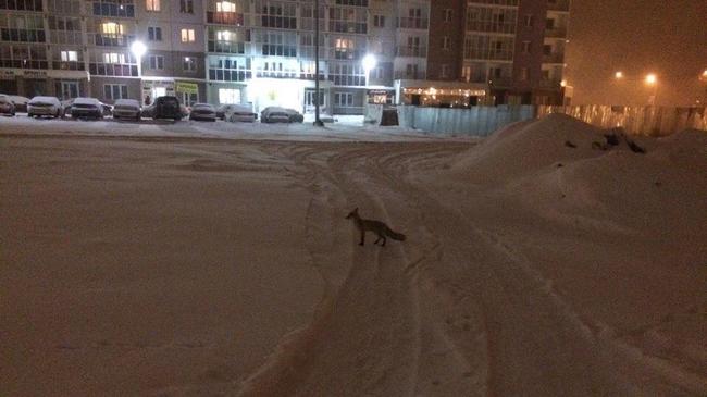 В Челябинске усилят отлов безнадзорных животных. Лисы в «Академ Riverside»