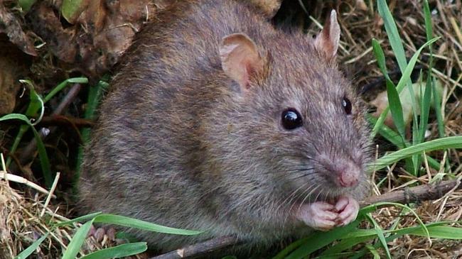 В Челябинске объявили охоту на крыс