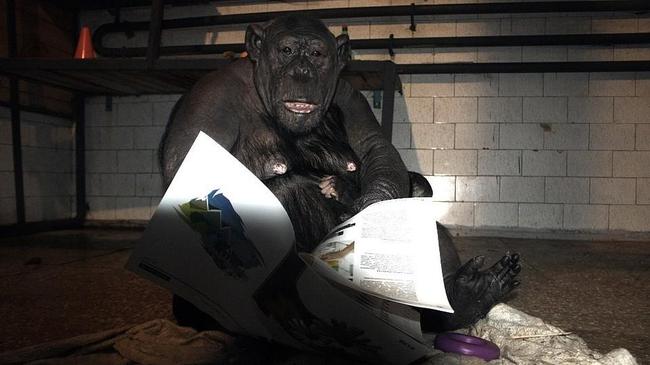 В челябинском зоопарке для «читающих» шимпанзе объявили сбор газет