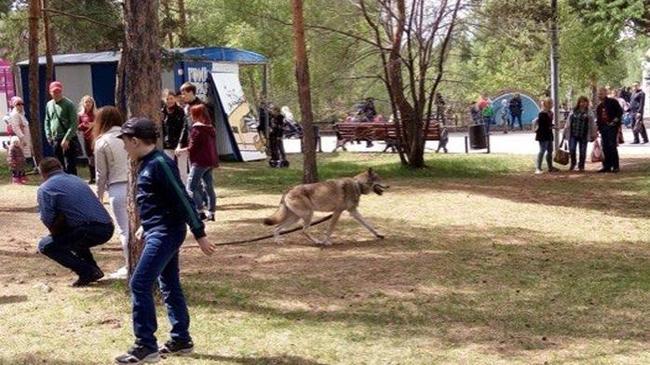 Челябинцы пришли в ярость от аттракциона с привязанным волком в центральном парке 