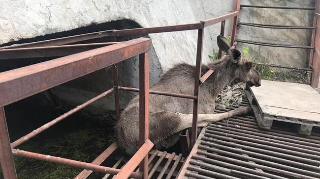 В Челябинске на территории ТЭЦ спасли лося, который застрял между железными прутьями
