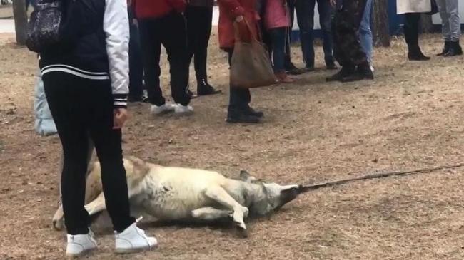 Владелец волка ополчился на зоозащитника Карена Даллакяна