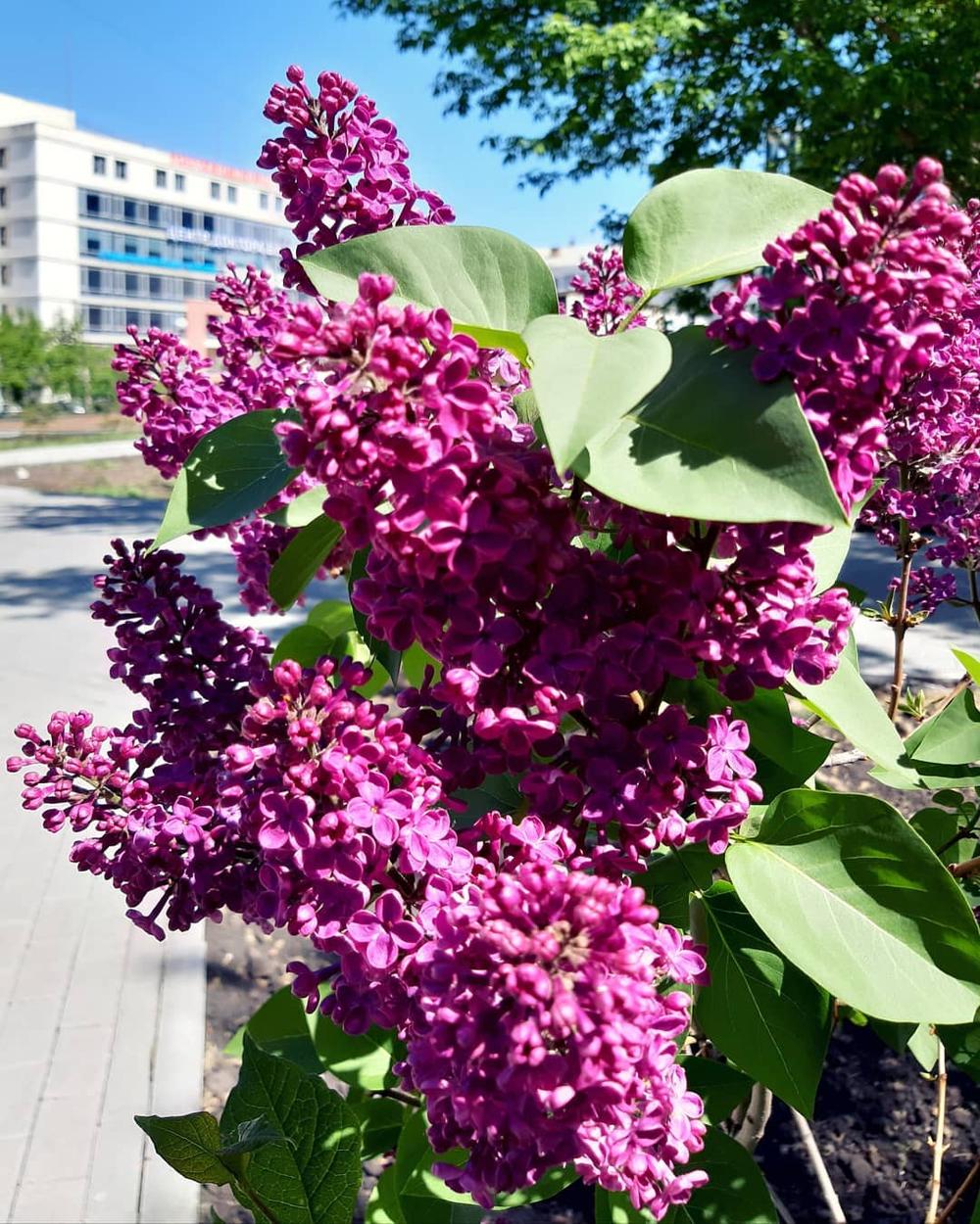 Весна в Челябинске 🌸 Весеннего настроения всем! 🤗 — Наш Челябинск