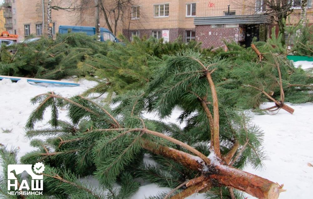 Переработка Новогодних Елок Переработка Новогодних Елок