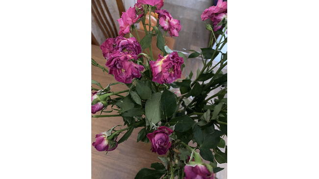  ЦветЛандия Сеть цветочных салонов Челябинск, Шагольская, 41 — 1 этаж