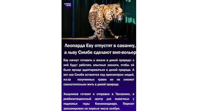 🦁Леопарда Ева отпустят в саванну, а льву Симбе сделают вип-вольер