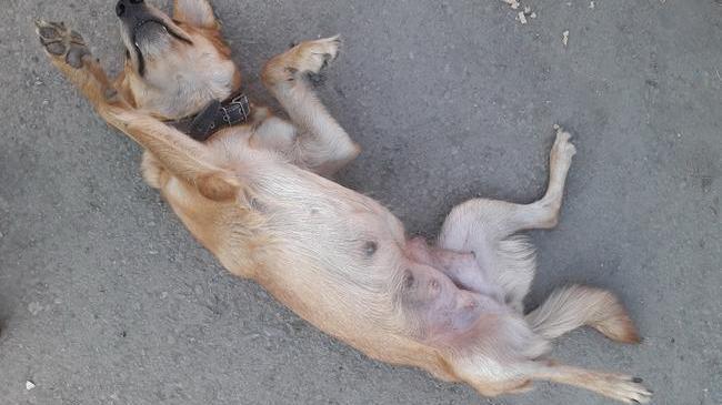 Дворняга в Челябинске спасла от голодной смерти щенков и престарелого хозяина