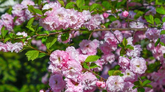 🌸 Цветущая сакура в парке им. Пушкина. Кто скучает по весне - присылайте стикер в комментарии!