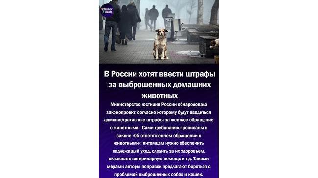 В России хотят ввести систему штрафов за жесткое обращение с животными