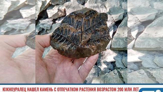 ⚡ Южноуралец нашел камень с отпечатком растения возрастом 200 млн лет  